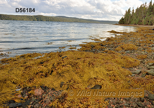 Terra Nova National Park, Newfoundland